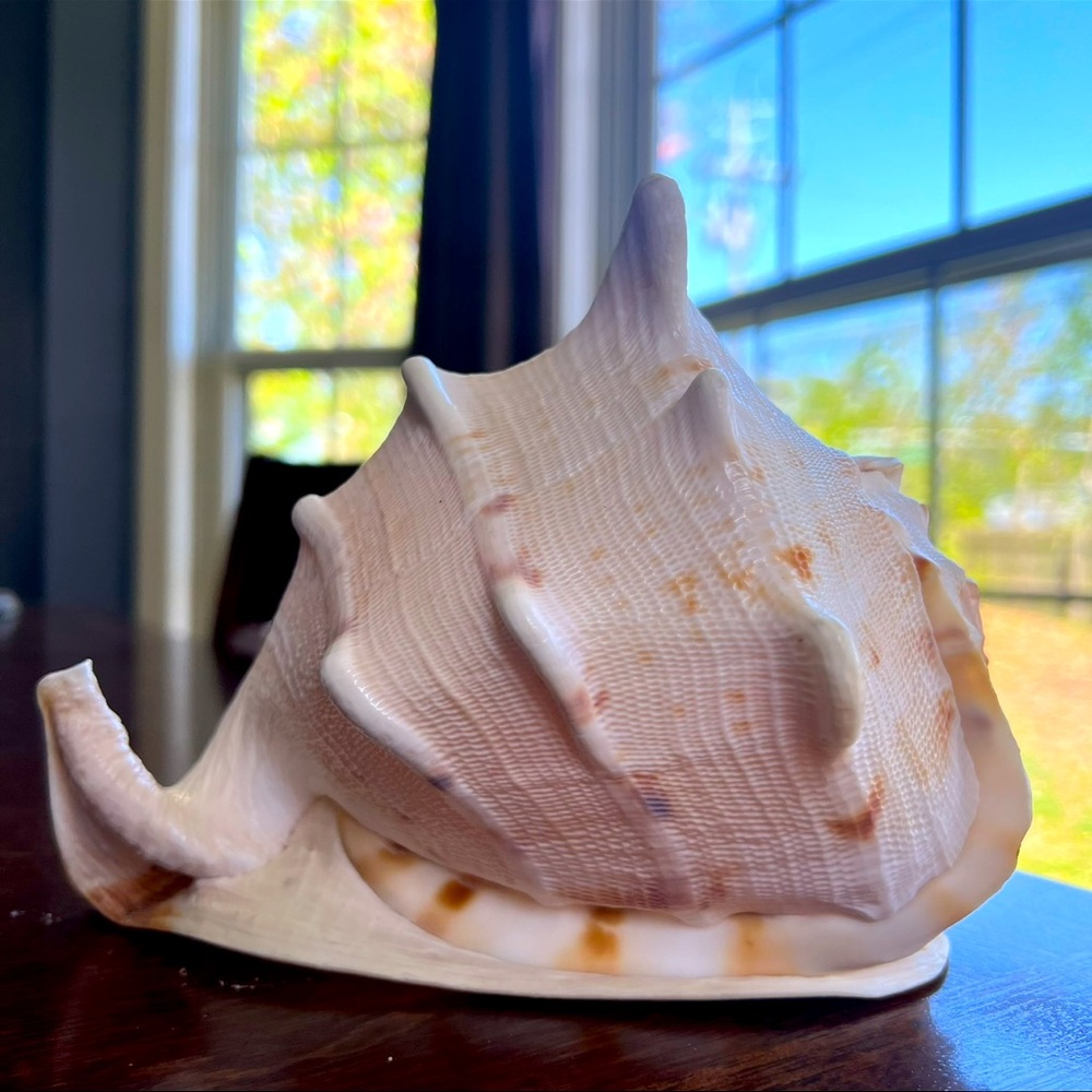 Cassis Cornuta Queen Horned Helmet Shell